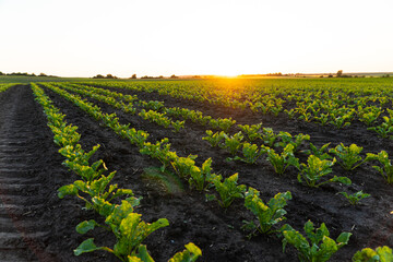 Rows of young sugar beet plants on a fertile field with dark soil. Rows of sunlit young beet...
