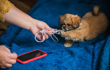 Tiny puppy biting headphones and phone, pet behavior concept