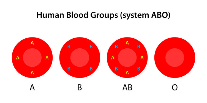 Vector Illustration of O Positive Versus O Negative Blood Types