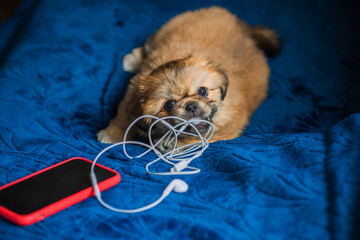 Tiny puppy biting headphones and phone, pet behavior concept - obrazy, fototapety, plakaty