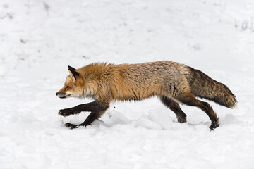 Obraz premium Red Fox (Vulpes vulpes) Runs Left Front Paw Up Winter