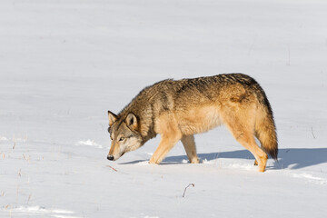 Fototapeta na wymiar Grey Wolf (Canis lupus) Walks Left in Field Nose Down Looking Out Winter