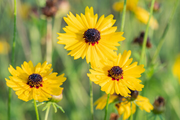 Bright yellow flowers catching the light of early morning.