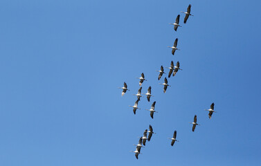 vogelzug formation himmel natur