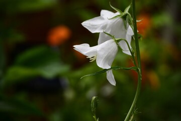 Świeżo rozkwitłe białe kwiaty dzwonka brzoskwiniolistnego (Campanula persicifolia)