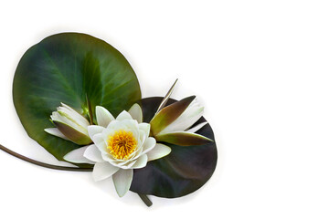 Water lilies flowers and green leaves ( Nymphaea candida ) on a white background. Top view, flat lay - obrazy, fototapety, plakaty