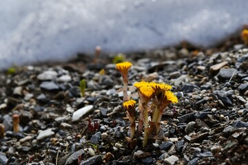 Kwitnący pośród śniegu podbiał pospolity (Tussilago farfara)