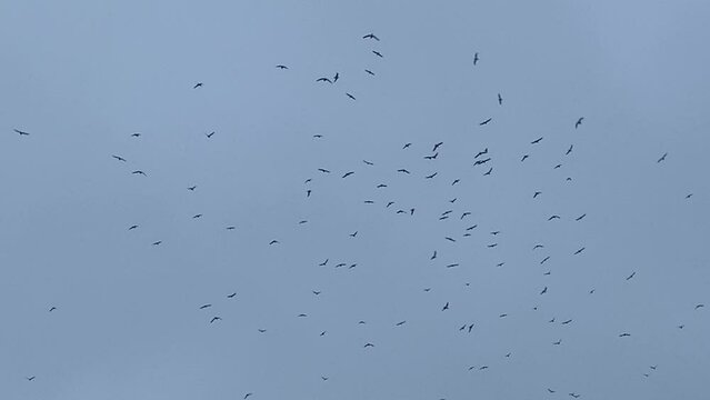 flock of starling birds swooping murmuration in the sky swirl in group - stock footage video 