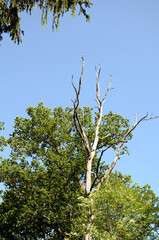Baumkrone Eiche - Treetop oak