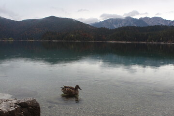 A duck on the eibsee in bavaria surrounded by the alps in the background on a slightly rainy day.