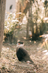 Passaro Falcão, Hawk from a zoo in Rio de Janeiro. beautiful pictures of the hawk and hawk. Exotic birds.