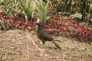 beautiful black jacuguaçu bird with red free in nature