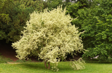 Cornus mas Variegata or also Cornelian cherry, European cornel or Cornelian cherry dogwood tree in...