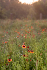 Gaillardia pulchella blooming in a meadow at sunrise.