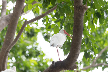 ibis bird at the tree fauna. ibis bird fauna in wildlife. ibis bird fauna in nature.