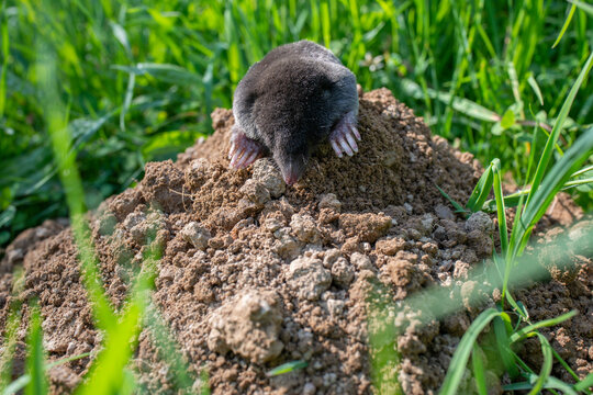 European mole close up in the garden