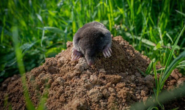 European mole close up in the garden