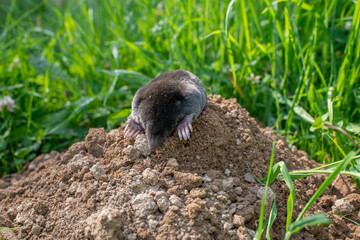 European mole close up in the garden