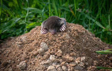European mole close up in the garden