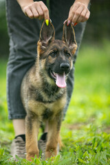 german shepherd puppy
