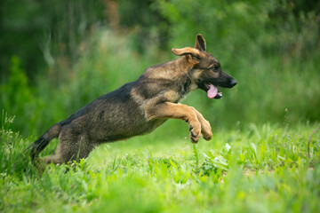 german shepherd puppy