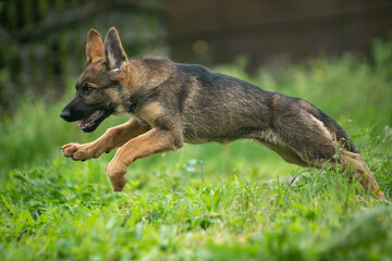 german shepherd puppy