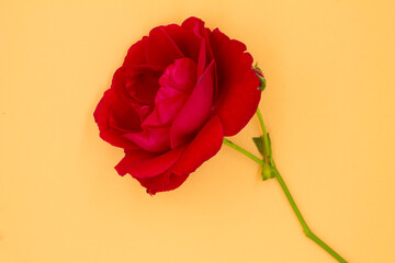 red rose on an orange background, red rose on the table