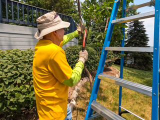 A single mature man has a saw in his hand and is trimming a tree. He is standing next to a ladder and is dressed casually in yard work gear. Beautifully landscaped yard in the background of view.