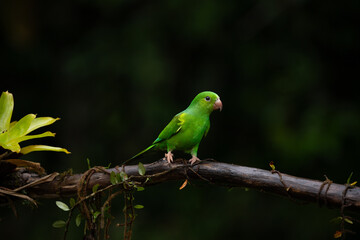 Fototapeta na wymiar The plain parakeet in Atlantic Forest, Brazil.