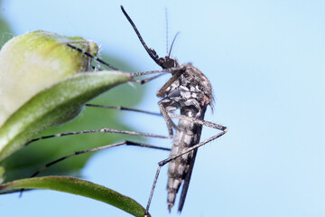 A mosquito is resting on a plant against a blue sky background.
Male and female mosquitoes feed on...
