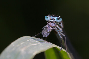 A dragonfly has caught a small fly, which is several times smaller than it, and eats it sitting on a grass stalk.