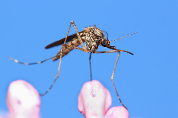 A mosquito is resting on a plant against a blue sky background.
Male and female mosquitoes feed on nectar and plant juices, but females can suck animal blood.