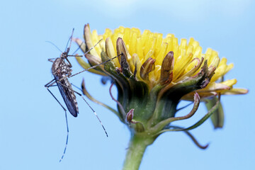 A mosquito is resting on a plant against a blue sky background.
Male and female mosquitoes feed on nectar and plant juices, but females can suck animal blood.