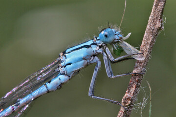 A dragonfly has caught a small fly, which is several times smaller than it, and eats it sitting on a grass stalk.