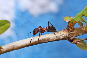 An ant systematically runs along a grass stalk against a blue sky background. 