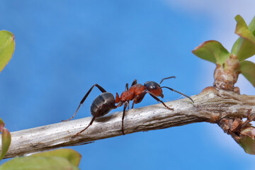 An ant systematically runs along a grass stalk against a blue sky background. 