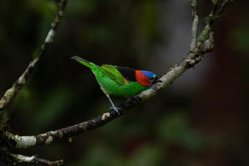 Colorful bird of Atlantic Forest, Brazil. Red-necked tanager (Tangara cyanocephala).