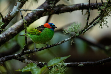 Colorful bird of Atlantic Forest, Brazil. Red-necked tanager (Tangara cyanocephala).