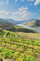 Douro wine valley