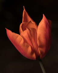 Orange tulip close up on dark background