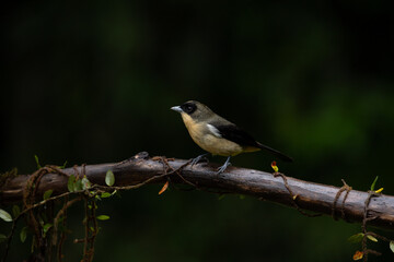 Latin America nature birds. A Black-goggled Tanager (Trichothraupis melanops) in the Atlantic Forest. Biodiversity of Atlantic rainforest. 
