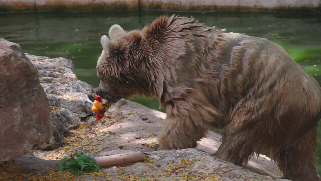 Brown bear goes to eat fruit