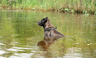Animals. A large black dog of the Alabai breed sits wet in the river in the forest and waits for...
