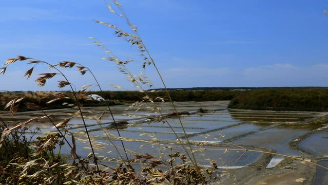 Salt marshes of Gu&eacute;rande, in the region of Brittany, France