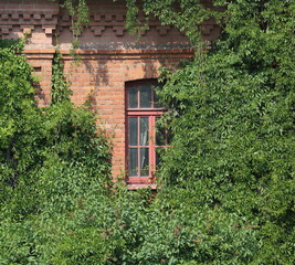Fototapeta na wymiar A red brick wall with a window covered with green plants, Moika River Embankment, Saint Petersburg, Russia, June 14