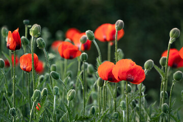 Obraz premium red poppy flowers bloom in the grass, Soft focus blur