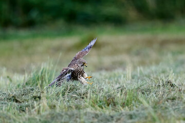Common kestrel (Falco tinnunculus)