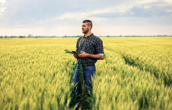 Young farmer in a wheat field, using a tablet and examining crop.