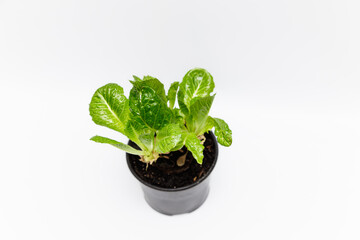 Lettuce salad leaves homegrown on a kitchen garden. Green oak lettuce leaf close up. Hydroponic organic vegetable home farm.