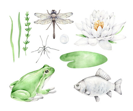 Frog,fish,dragonfly,mosquito,waterlily,leaf.Pond inhabitants set.Riverside.Lake fauna and flora.Watercolor elements isolated on white background